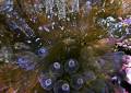 Malý „Nemo“ se ukrývá v sasance Entacmaea quadricolor