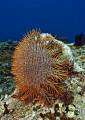 Postrach korálových útesů Hvězdice trnitá Acanthaster planci