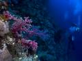 Měkké korály na východní stěně Elphinstone reefu