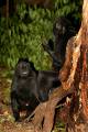 Černí makakové – sulaweský endemit